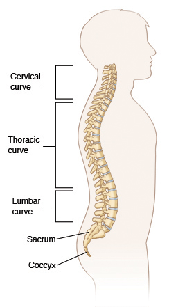 Side view of spine.