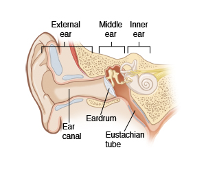 Image showing a cross-section of the external, middle, and inner ear, including the ear canal, eardrum, and eustachian tube.
