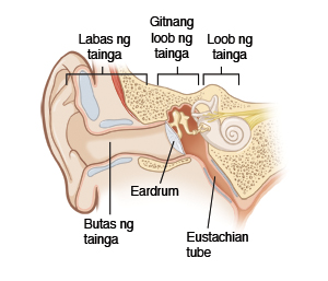Larawan na nagpapakita ng cross-section ng panlabas, gitna at loob ng tainga, kabilang ang agusan ng tainga, bamban ng tainga, at eastachian tube.