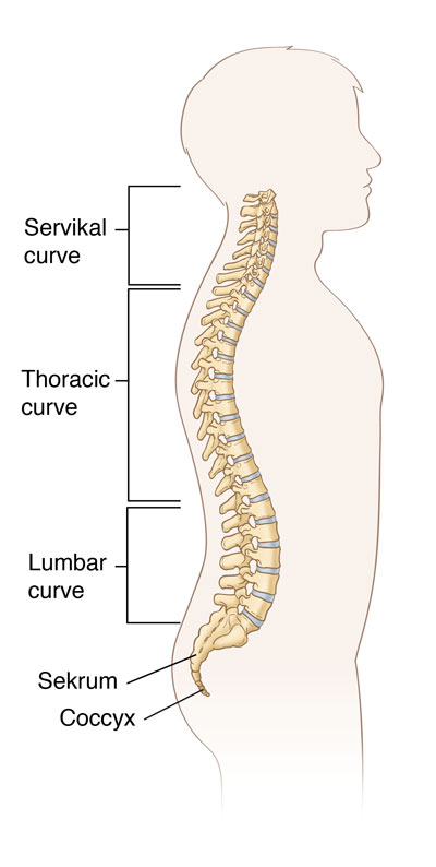 Bahagi ng gulugod: servikal na gulugud, thoracic na gulugud, lumbar curve, sekrum, at coccyx