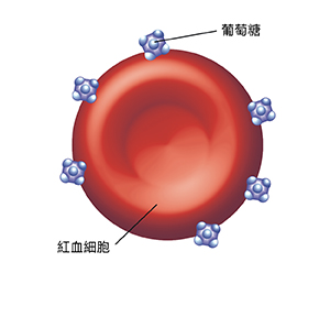 有葡萄糖分子粘附的紅細胞。