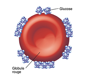 Plusieurs molécules de glucose sur un globule rouge.