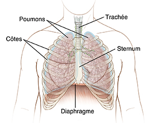Illustration de la poitrine montrant la position des côtes, du sternum, de la trachée, des poumons et du diaphragme.