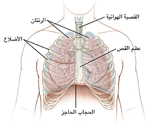 شكل توضيحي للصدر يستعرض وضع الضلوع وعظم الصدر والقصبة الهوائية والرئتين والحجاب الحاجز.