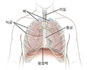 늑골, 흉골, 기도, 폐 및 횡경막의 위치를 보여주는 흉부 그림.