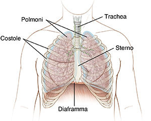 Illustrazione del torace che mostra la posizione delle costole, dello sterno, della trachea, dei polmoni e del diaframma.